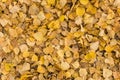 Old dry yellow fallen leaves on the ground. Background texture Royalty Free Stock Photo