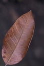 The old dryed leaf