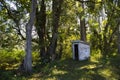 Old Dunny Australian Forest