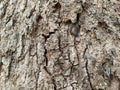 old durian tree bark Royalty Free Stock Photo