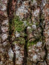Old durian tree bark nature Royalty Free Stock Photo