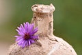 Old dusty bottle with flower