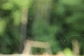 Old dusty cobweb on blurred background, closeup