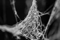 Old dusty spider web, cobweb in black and white Royalty Free Stock Photo