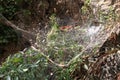 Old dusty spider web in a forest Royalty Free Stock Photo