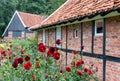 Old Dutch farmhouse and shed surrounded by dahlia flowers Royalty Free Stock Photo