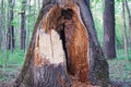 Old dying tree with huge hollow trunk, close up Royalty Free Stock Photo