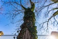 An old dying tree overgrown with ivy Royalty Free Stock Photo