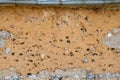 Old earthen wall, typical of Normandy houses in France