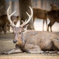 Old eld deer Royalty Free Stock Photo