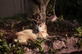 Old elderly New Guinea Singing Dog Canis lupus dingo