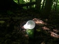 An old electric light bulb and a glass green bottle discarded in the forest. Unexpected, strange finds. Mobile photo