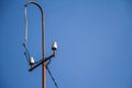 Old electric pole with ceramic insulators and wires over a blue sky, selective focus Royalty Free Stock Photo