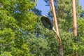 Old electric torch in an abandoned park Royalty Free Stock Photo