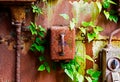 Old electrical panel on iron wall and leaves of ivy Royalty Free Stock Photo