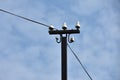 Old electricity pole and wires with background sky Royalty Free Stock Photo