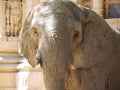 Old elephant. Royalty Free Stock Photo