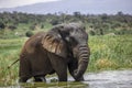 Old Elephant Bull in Akagera National Park Royalty Free Stock Photo