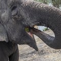 Old elephant eat water melone with trunk Royalty Free Stock Photo