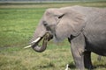 Old Elephant Eats in Marsh