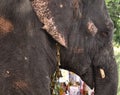 Old elephant parading in the streets of Pondicherry