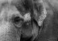 Old Elephant Portrait 6 Royalty Free Stock Photo