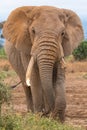 An old elephant walking Royalty Free Stock Photo
