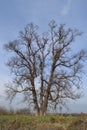 Old elm tree in Covasna, Transylvania Royalty Free Stock Photo