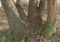 Old elm tree, it has many stems and it`s thick Royalty Free Stock Photo