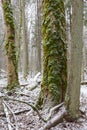 Old elm tree moss wrapped in winter Royalty Free Stock Photo