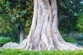 Old elm tree Royalty Free Stock Photo