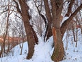 Old elm tree in winter with snow Royalty Free Stock Photo