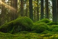 Old Elvish forest with green moss covering the floor