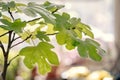 a tree is growing out of an old bottle, with one branch in the fore Royalty Free Stock Photo