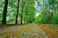 Old empty cobblestone forest road between tall trees with fresh and young foliage on a cloudy day. Sunny cloudy morning nature Royalty Free Stock Photo