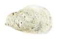 Old empty oyster shell on white background with clipping path