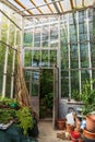 Old empty terracotta pots for houseplants growing outside glasshouse with different tropical plants Royalty Free Stock Photo