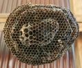 Old and empty wasp nest. Royalty Free Stock Photo