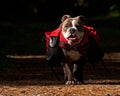 Dog backpack ....Old English Bulldog carry bags on their back Royalty Free Stock Photo