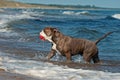 A dog swims with her toy in a wavy sea