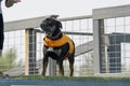 Old English Bulldog on the dock at a water event Royalty Free Stock Photo