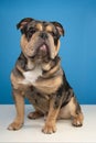 Old english bulldog dog sitting and looking away on a blue background