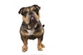 Old English Bulldog Dog Standing And Looking At The Camera Isolated On A White Background