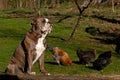 Old English Bulldog guardes chickens against predators Royalty Free Stock Photo
