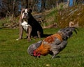 Old English Bulldog guardes chickens against predators Royalty Free Stock Photo