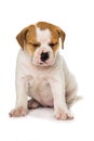 Old english bulldog puppy on white background Royalty Free Stock Photo