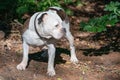 Old English Bulldog, 11 years old, standing in a natural environment in the woods