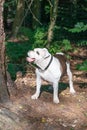 Old English Bulldog, 11 years old, standing in a natural environment in the woods