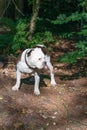 Old English Bulldog, 11 years old, standing in a natural environment in the woods