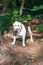 Old English Bulldog, 11 years old, standing in a natural environment in the woods